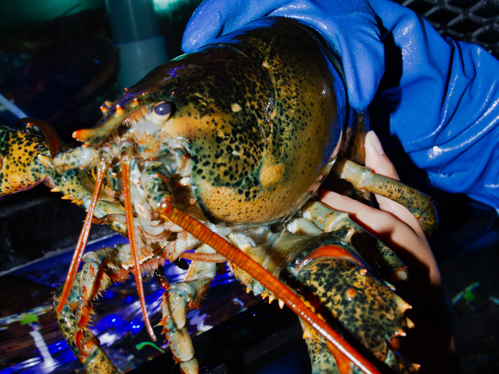 The Big Boys Jumbo Lobsters